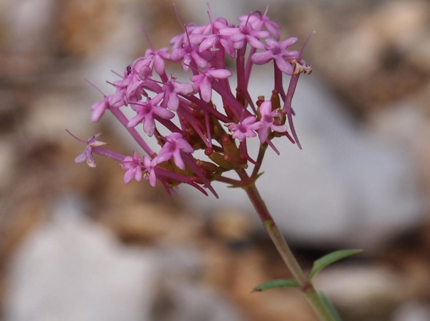 Valerian, Mauve flower